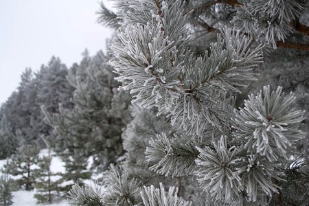 Snow trees cold photo
