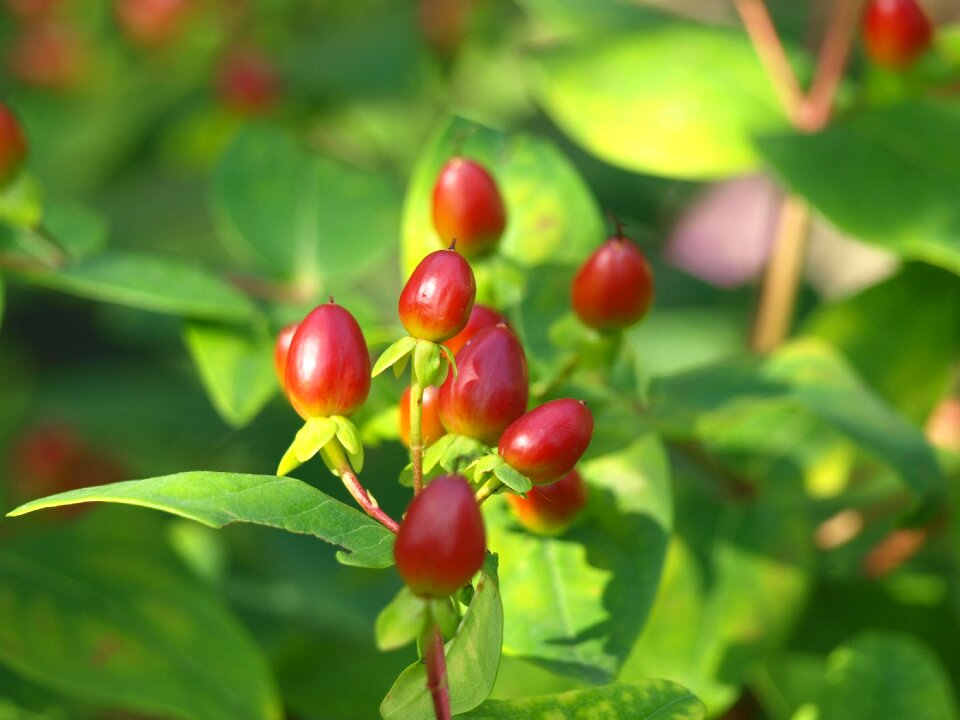 Hypericum calycinum large cup-st john's wort st john's wort plant