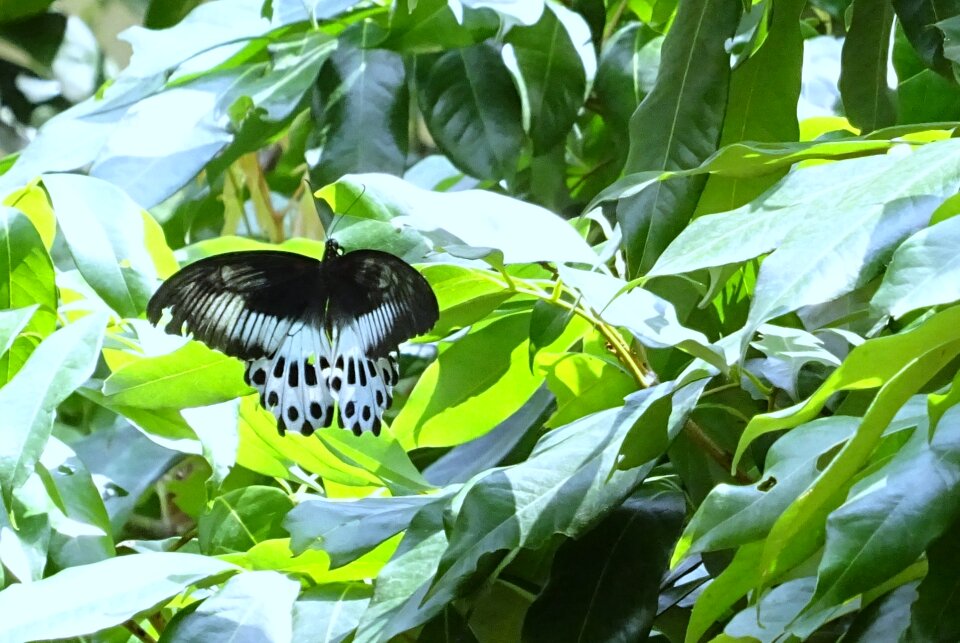 Papilio polymnestor large swallowtail butterfly