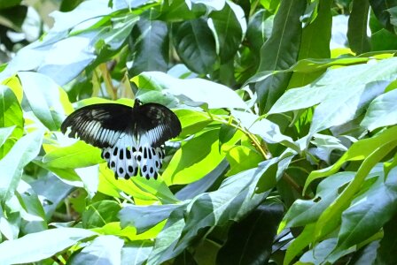 Papilio polymnestor large swallowtail butterfly photo