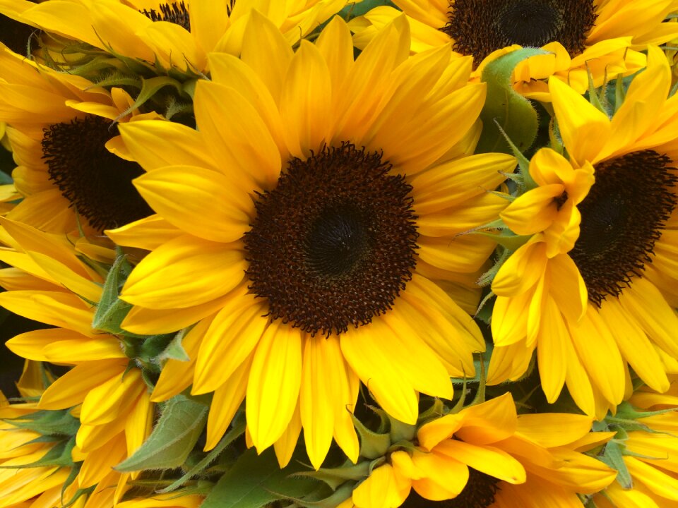 Nature summer blossom