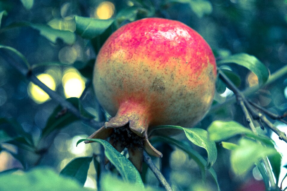Nature healthy vibrant