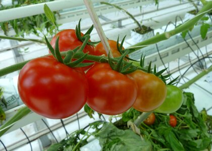 Tomatoes greenhouses horticulture