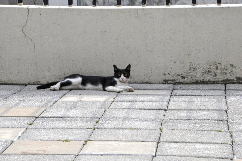 Animal taiwan afternoon