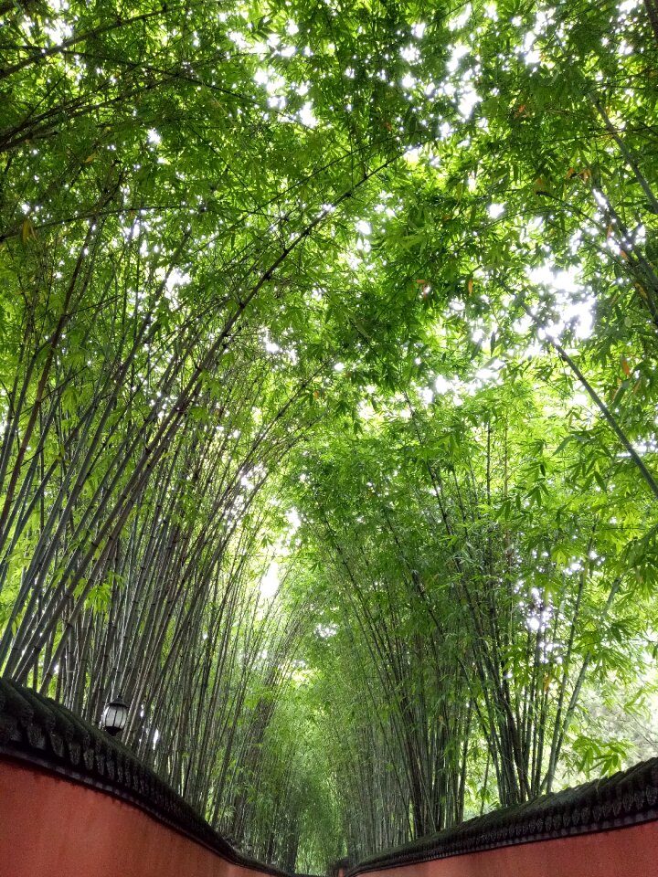 Bamboo jin-li green