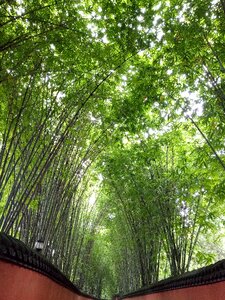 Bamboo jin-li green photo