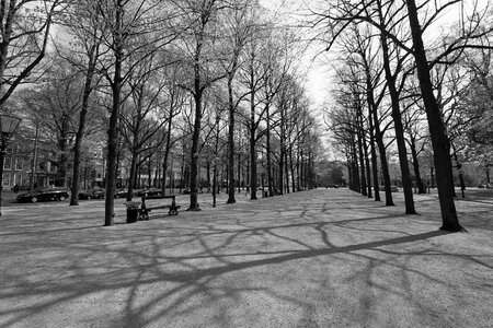 Long voorhout the hague hofstad