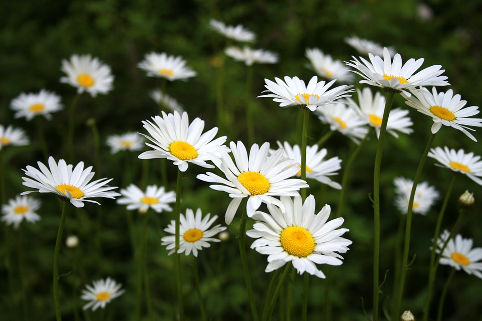 Summer floral flower