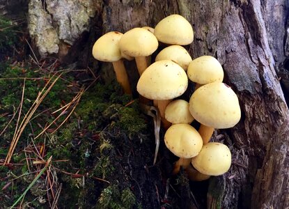 Fungi fungus yellow photo