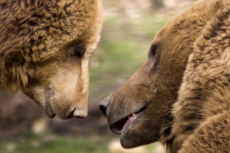 Friendship bear nature