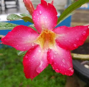 Summer garden plant