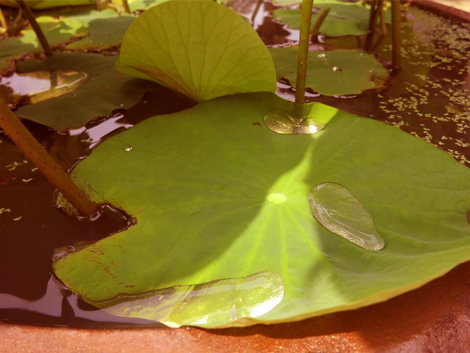 Leaf nature water plant