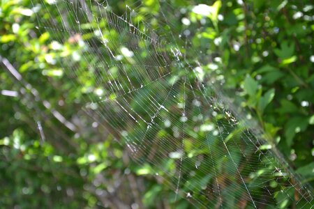 Spider web macro nature photo