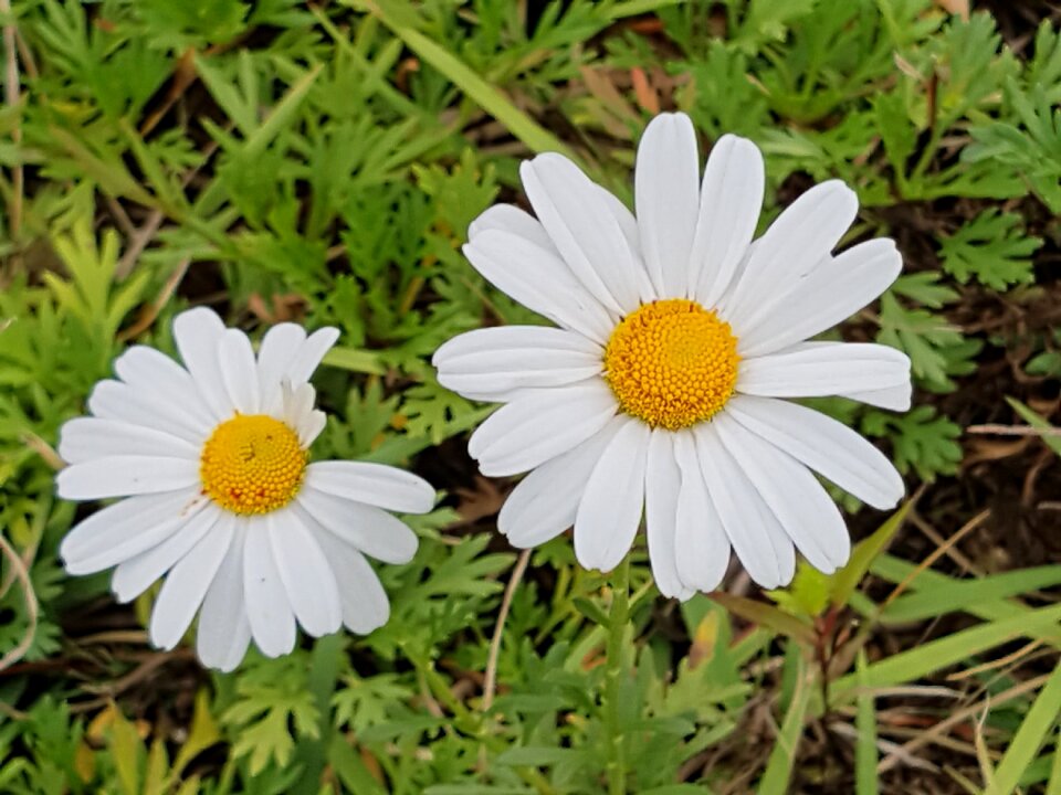 Flowers autumn blossom