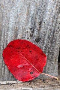 Nature colors red