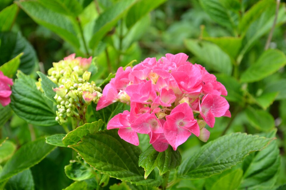 Flower garden pink