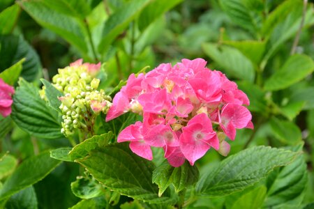 Flower garden pink