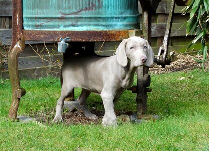 Hunting dog pet puppy photo