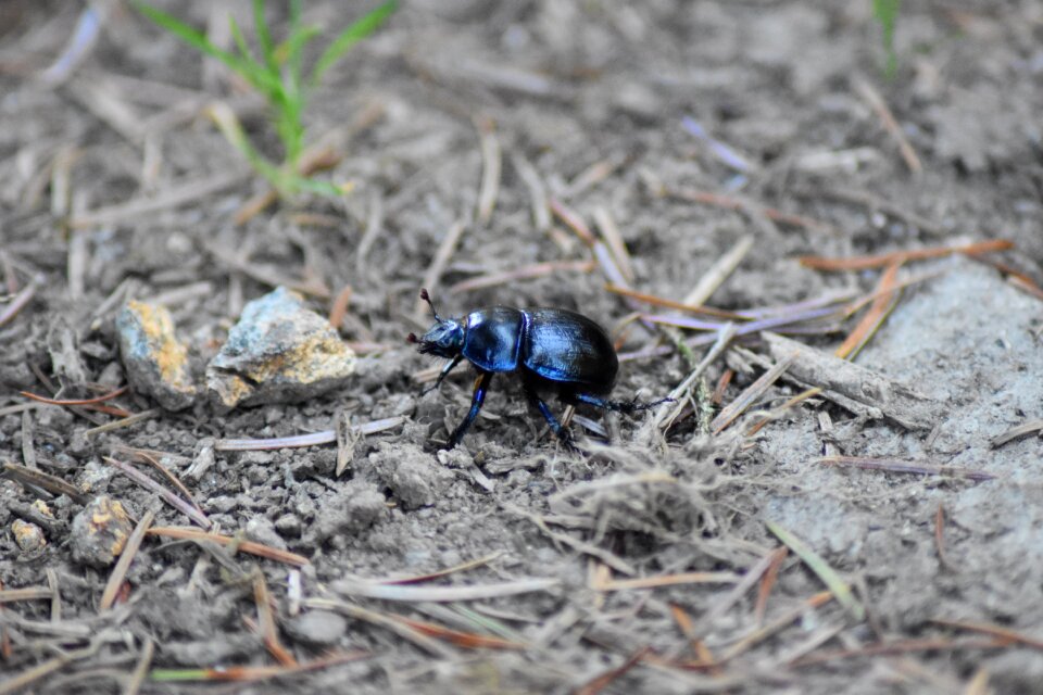 Life nature bug