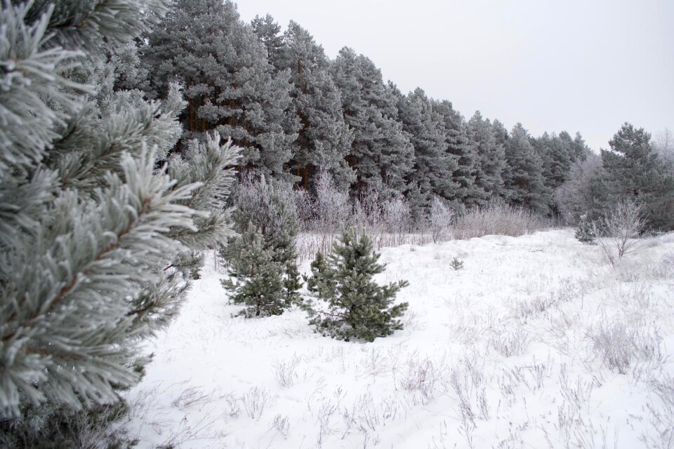 Snow trees cold