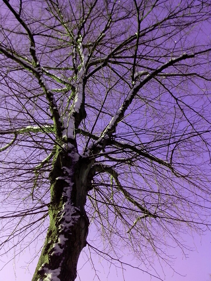 Background tree birch