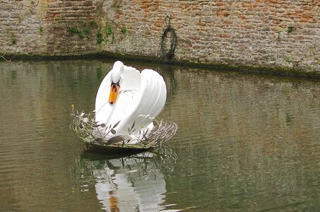 Bird landscape peaceful