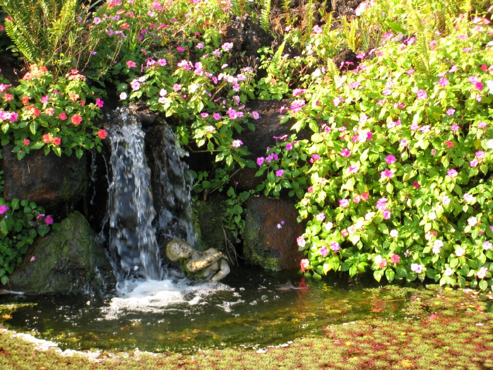 Landscape garden foliage