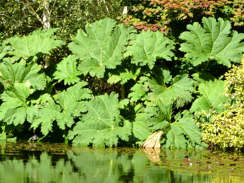 Giant gunnera rhubarb