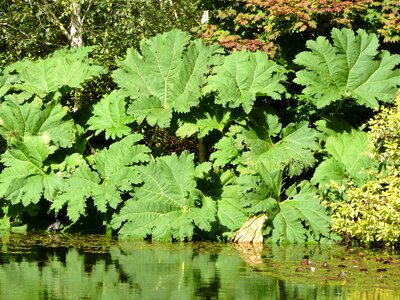 Giant gunnera rhubarb photo