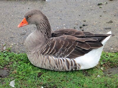 Poultry goose animal world