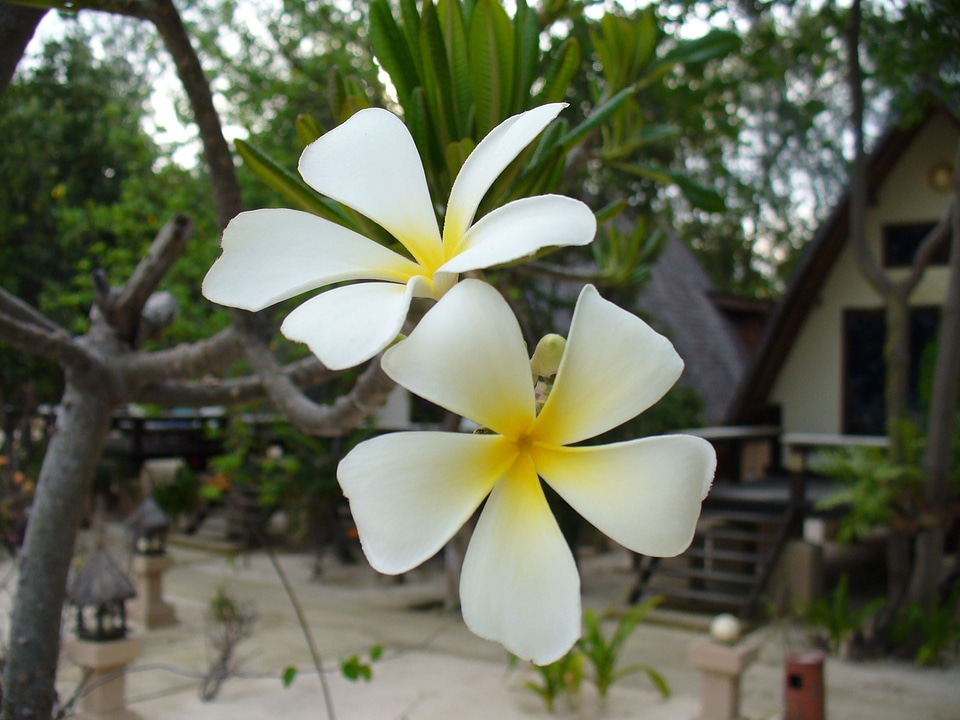 Floral natural flora
