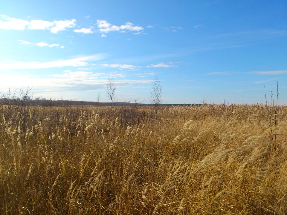 Field dry autumn