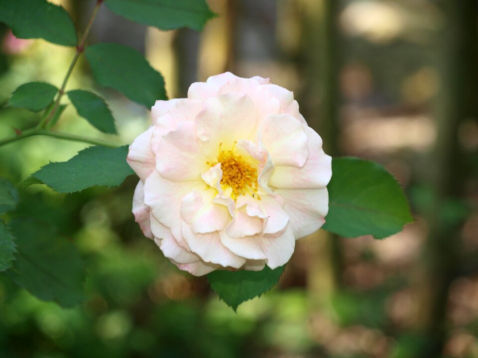 H garden roses flower garden