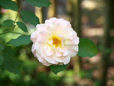 H garden roses flower garden
