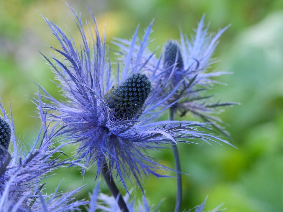 Plant purple bloom