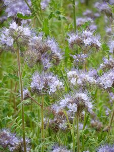 Tufted flower phacelia tender