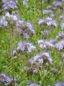 Tufted flower phacelia tender photo