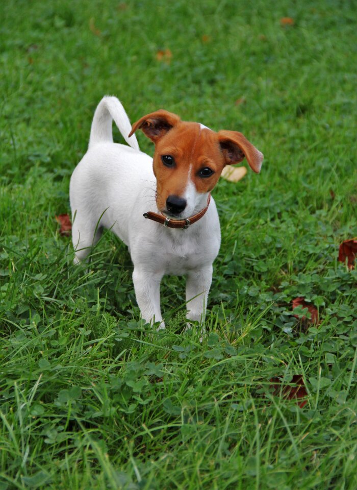 Small dog animal photo cute