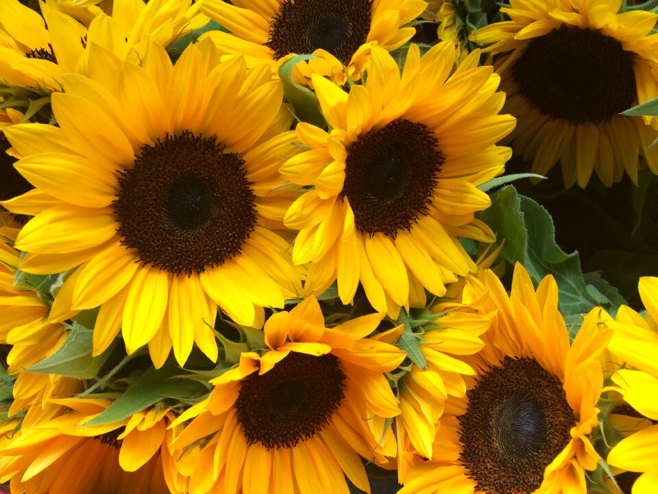 Sunflower summer flower
