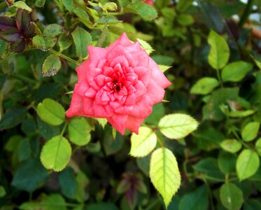 Macro close little rose