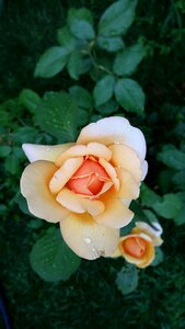 Blossom floral garden