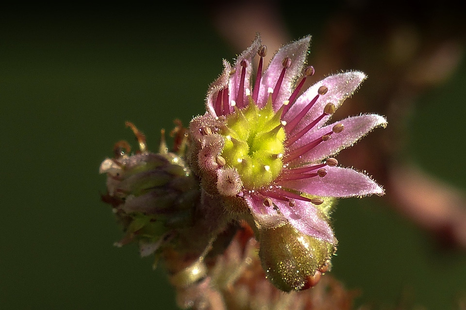 Garden jovibarba globifera blossom