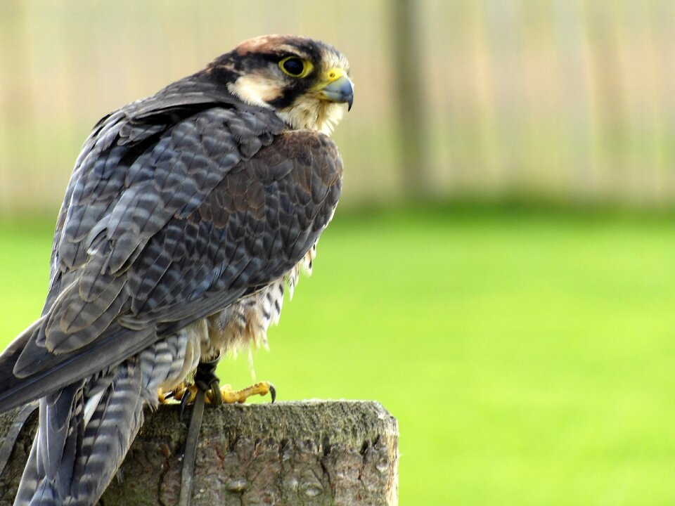 Beak predator nature photo