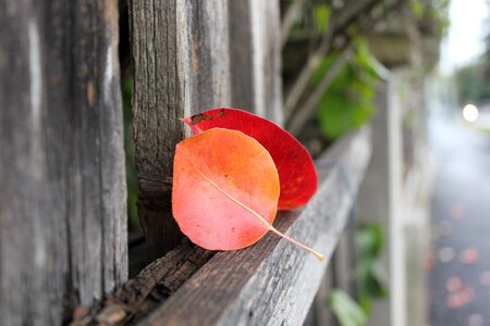 Nature colors red