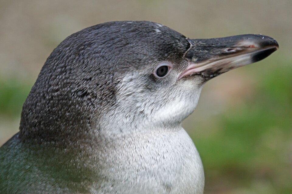 Bird water bird glasses penguin