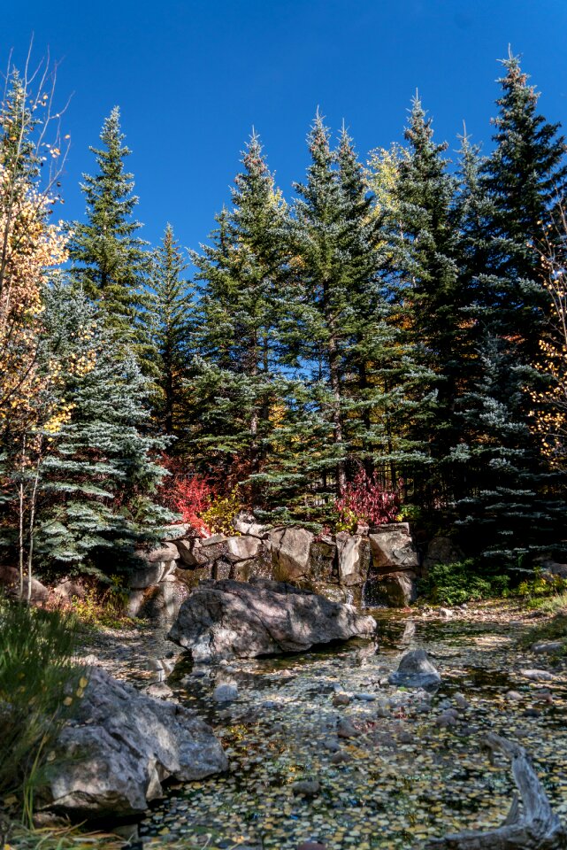 Foliage nature usa