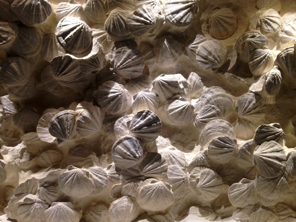 Texture marine shells