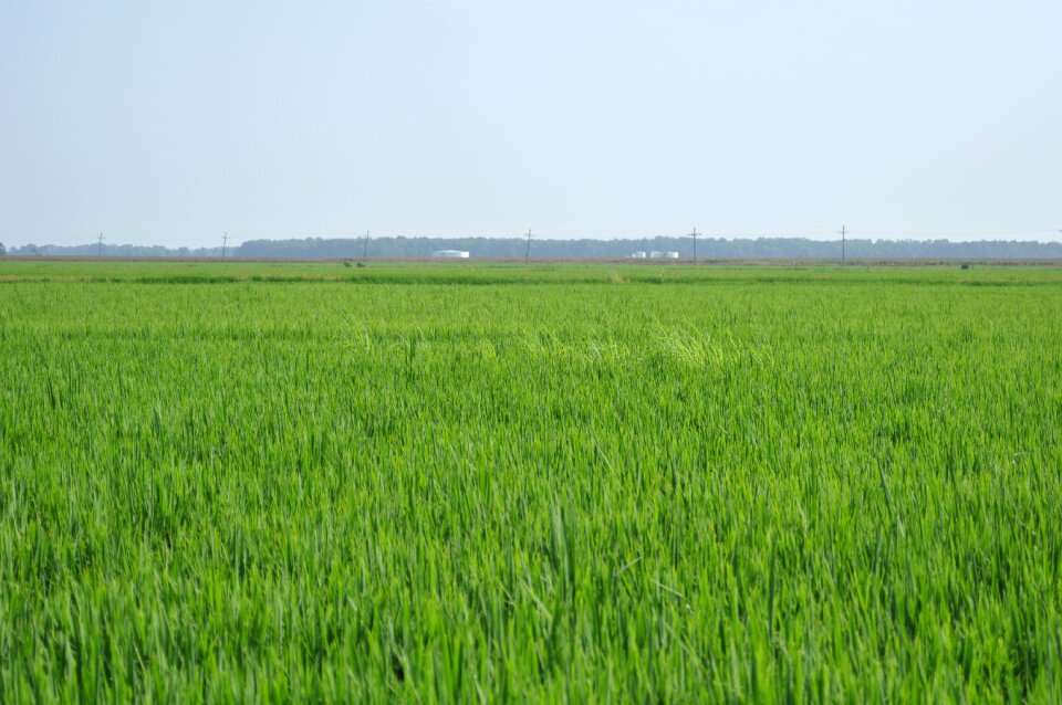 Paddy fields rice thailand photo