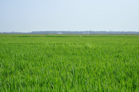 Paddy fields rice thailand photo