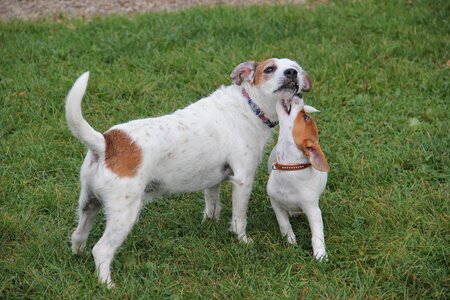 Young dog playing dogs puppy